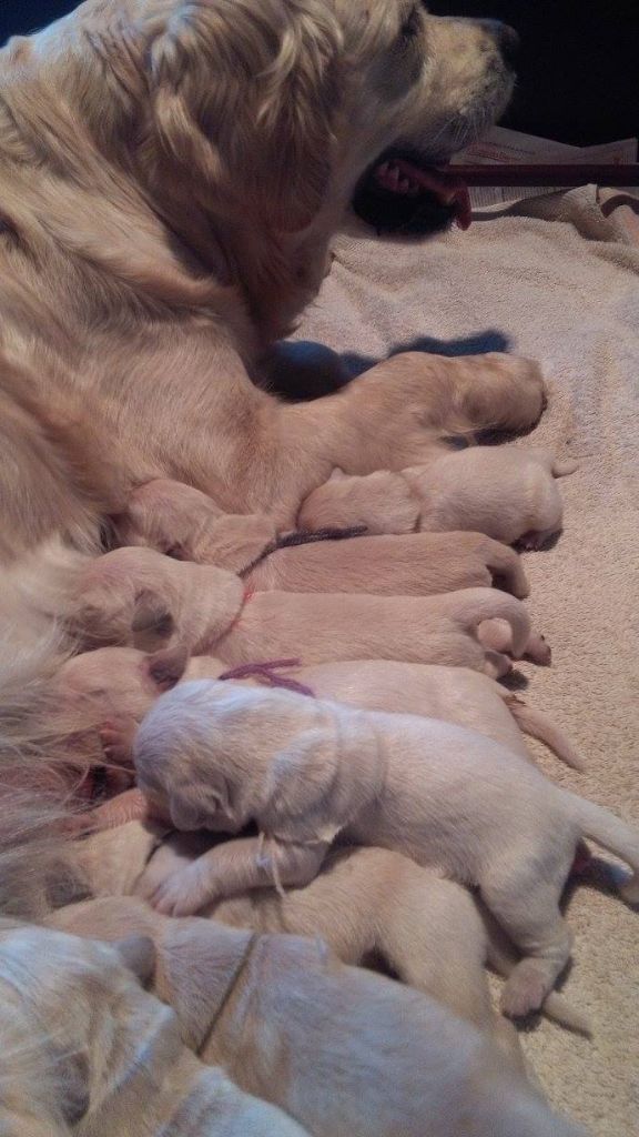 chiot Golden Retriever de la Lande D'Argos