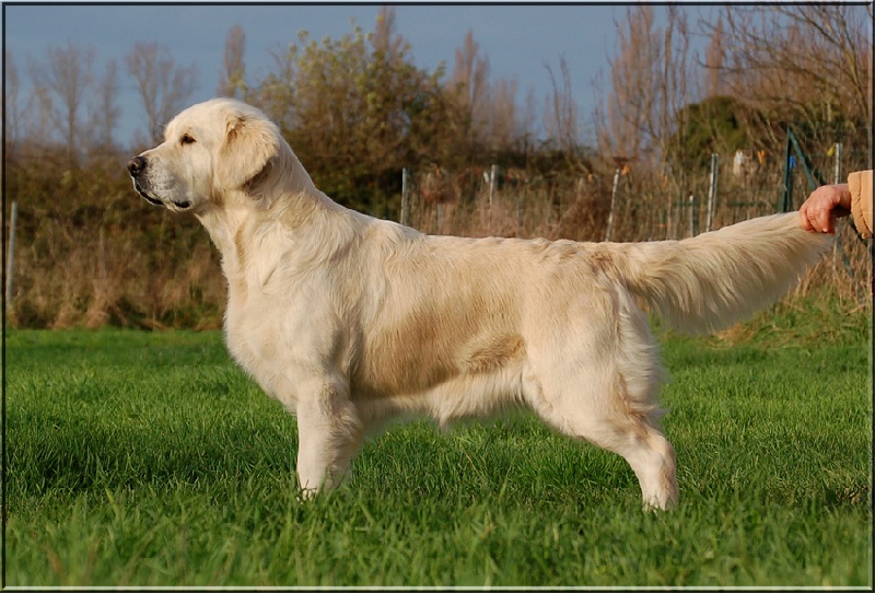 TR. CH. Belle of the glen de Ambersclan