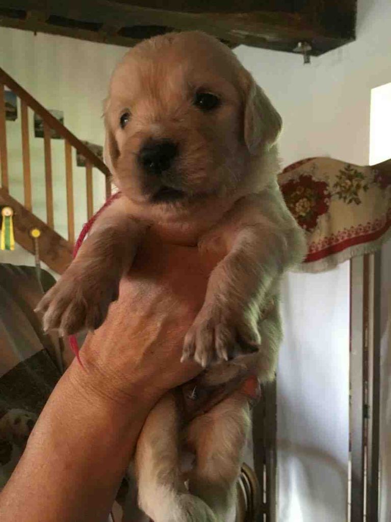 de la Lande D'Argos - Chiots disponibles - Golden Retriever