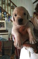 CHIOT NOIR