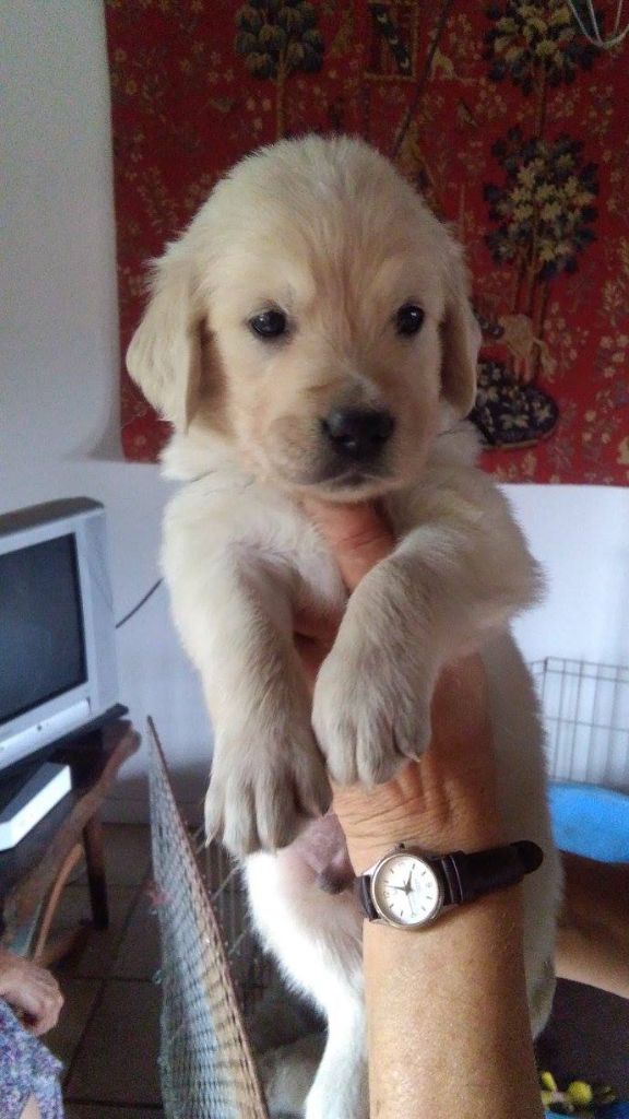 de la Lande D'Argos - Chiots disponibles - Golden Retriever